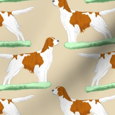 Irish red and white Setters - tan