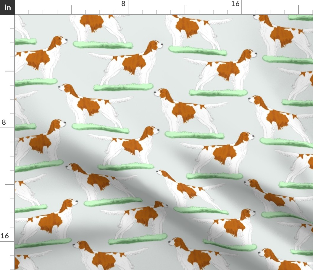 Irish red and white Setters - sky blue