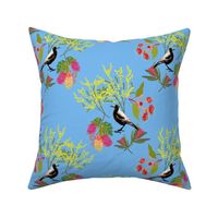 Australian Magpie's Spring garden - turquoise sky blue