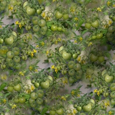 Green Tomatoes