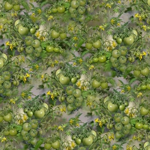 Green Tomatoes