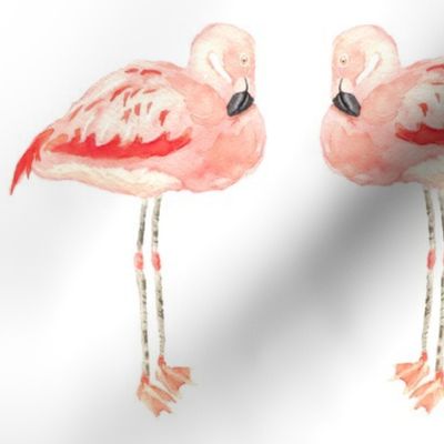 flamingos 