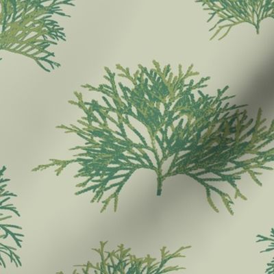 Botanicals of Arborvitae in Soft Green