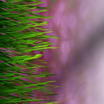 Sakurama - Sky, Cherry trees, Flower field and grass