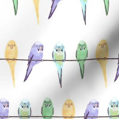 Budgies on a line