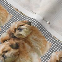 Blonde Shih Tzus