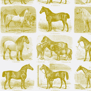 All those Pretty Horses