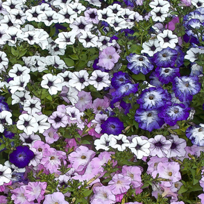 Petunias