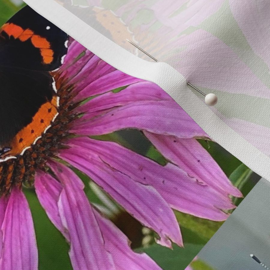 CK RED ADMIRAL BUTTERFLY ON CONEFLOWER-MEDIUM-BASIC