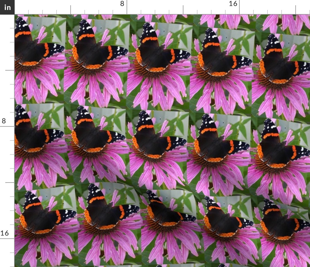 CK RED ADMIRAL BUTTERFLY ON CONEFLOWER-MEDIUM-BASIC