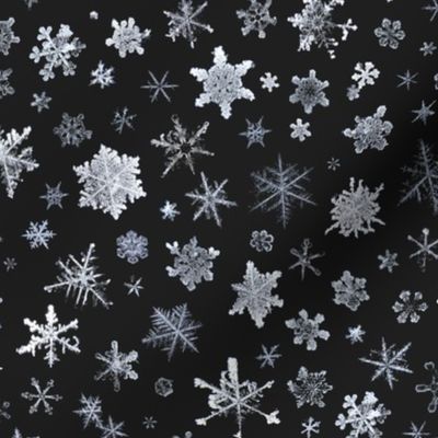 photographic snowflakes on charcoal (large snowflakes)