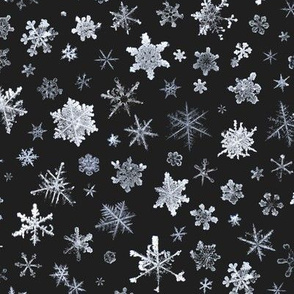 photographic snowflakes on charcoal (large snowflakes)