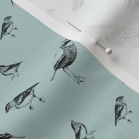 Hand-Drawn Ink Birds on Teal background 8 inch