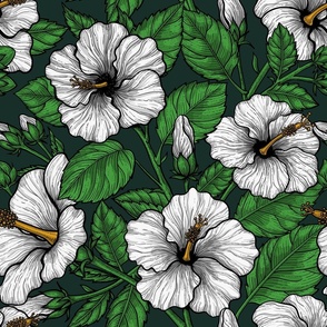 White hibiscus green leaves on dark green