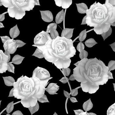 Intertwining White Roses on a Black Background - Large