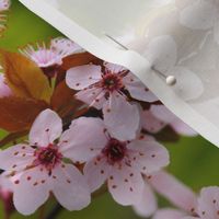 Cherry Blossoms_6210