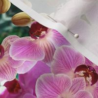 Pink Orchids_1184