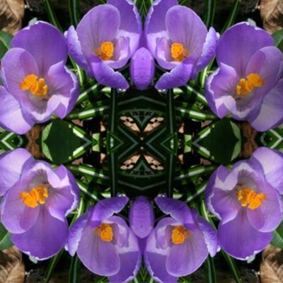 Purple Crocuses_5583