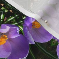 Purple Crocuses_5583