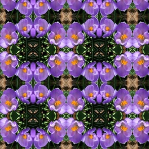Purple Crocuses_5583