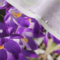 Purple Crocuses_2196