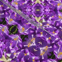 Purple Crocuses_2196