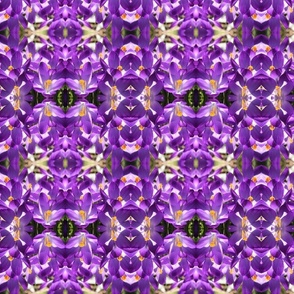 Purple Crocuses_2196