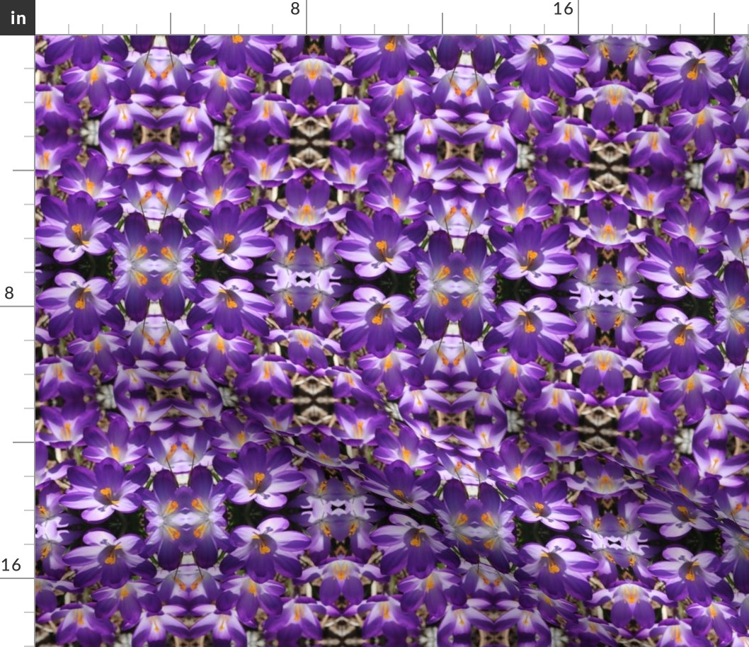 Purple Crocuses_2193