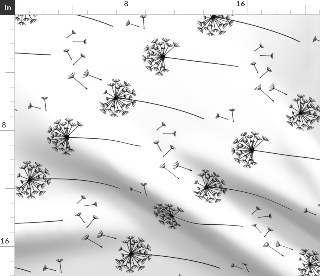 dandelions {1} black and white horizontal