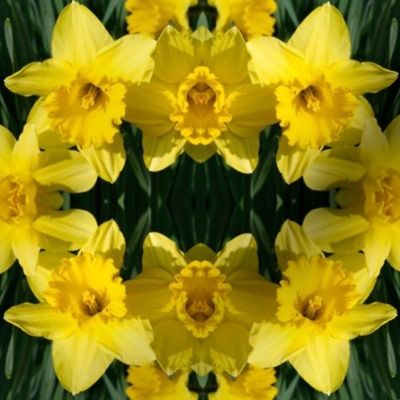 Daffodils_1832