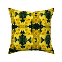 Daffodils_1832