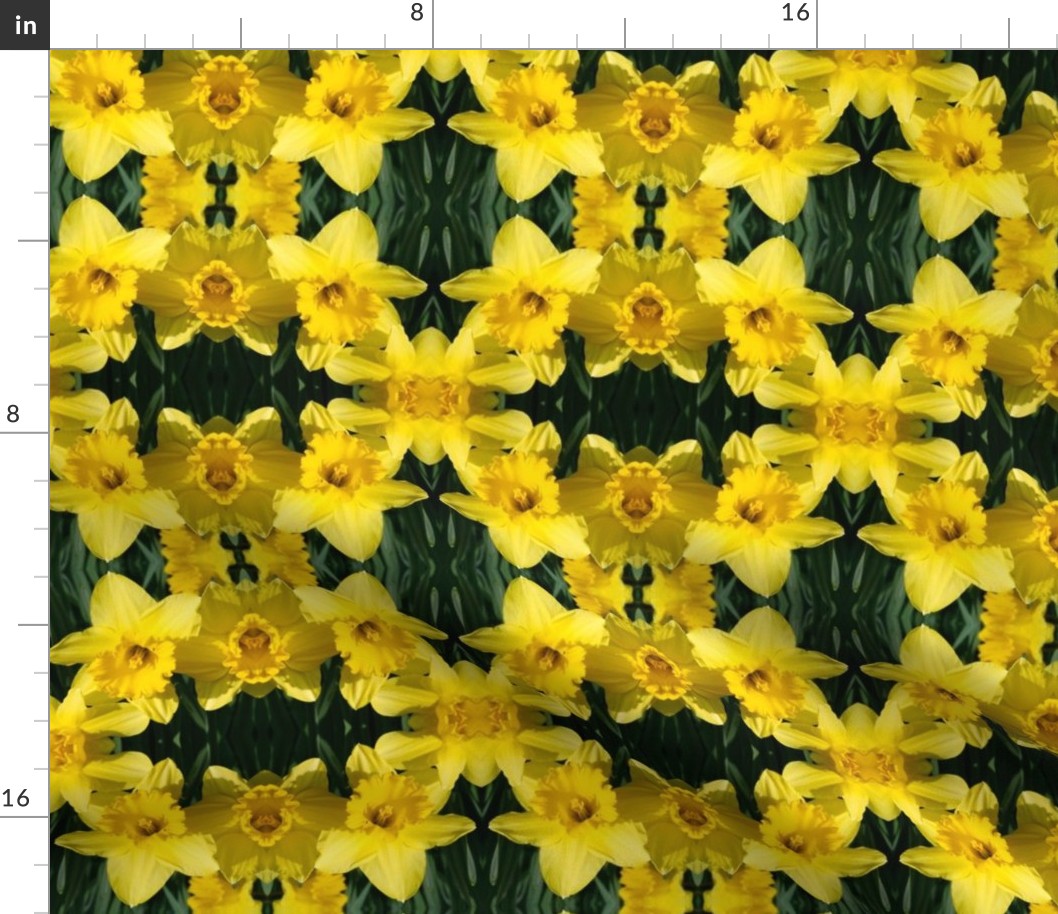 Daffodils_1832