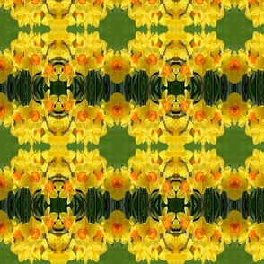 Daffodils_6373