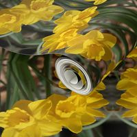 Daffodils_6465