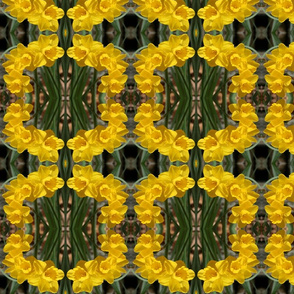 Daffodils_6465