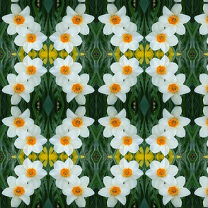 crop_1g_daffodils