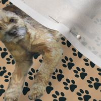 Border Terriers and Pawprints