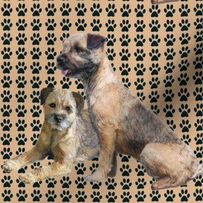 Border Terriers and Pawprints