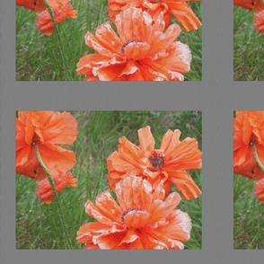 poppies_on_canvas