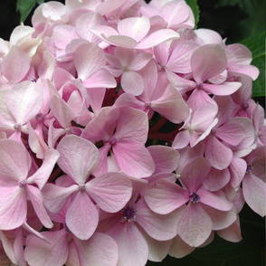 Hydrangea