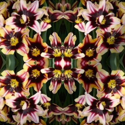 Striped Tulips_5831