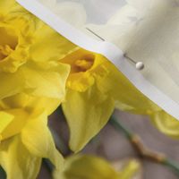 Daffodils_5673