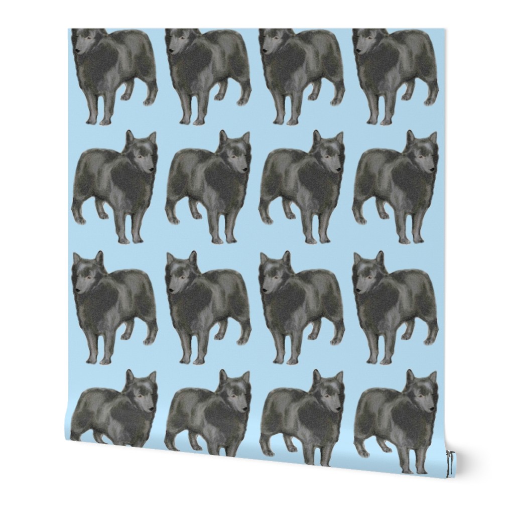 Schipperke