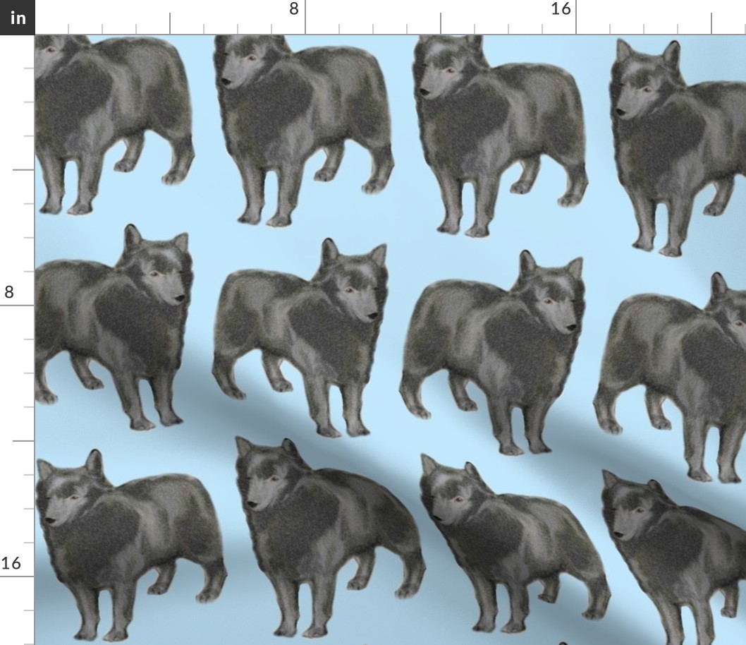 Schipperke