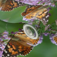 Painted Lady Butterflies_0040