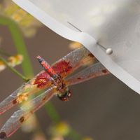 Red Dragonflies_0052