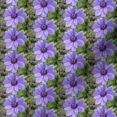 Lavender Daisy