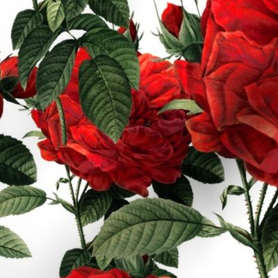  Redoute' Roses ~ Riot of Red 