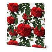  Redoute' Roses ~ Riot of Red 