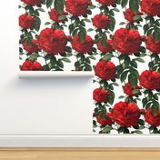  Redoute' Roses ~ Riot of Red 